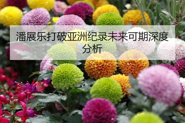 潘展乐打破亚洲纪录未来可期深度分析